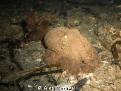 Baby GPO at about 60' on a night dive off Mukilteo in Pug... by Alex Cornwall 
